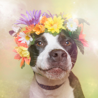 Illustration for article titled Dogs With Flower Crowns Promote Pit Bull Adoption